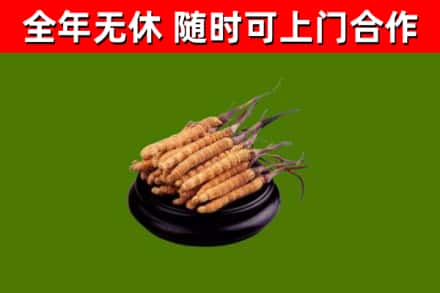 浠水县回收冬虫夏草